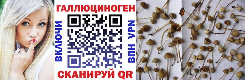 закладка  ссылка на мегу зеркало  Галлюциногенные грибы ЛСД  Стародуб 